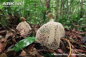 stinkhorn