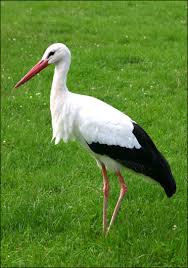 stork