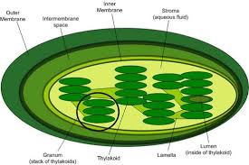 stroma