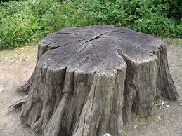 stump