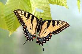 swallowtail