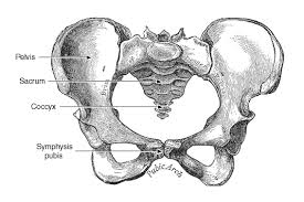 symphysis