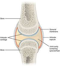 synovial