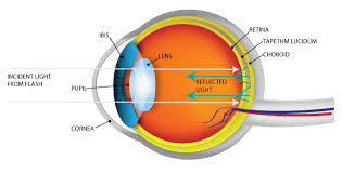 tapetum