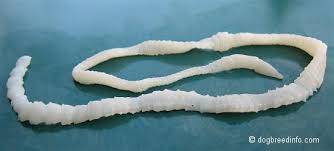 tapeworm