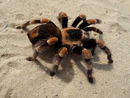 tarantula