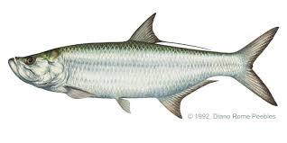 tarpon