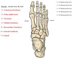 tarsal