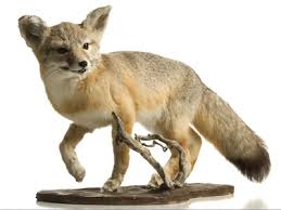 taxidermy