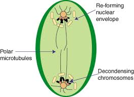 telophase