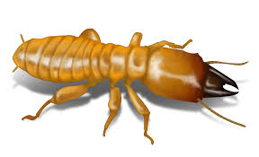 termite