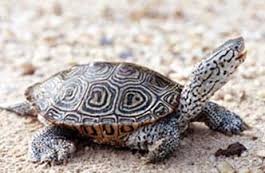 terrapin