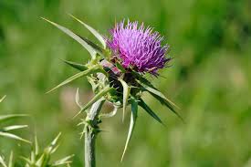 thistle