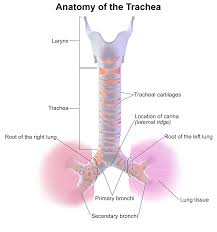 trachea