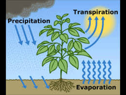 transpiration