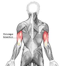 triceps