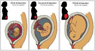 trimester