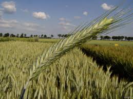 triticale