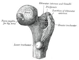 trochanter