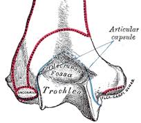 trochlea