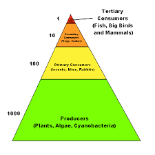 trophic