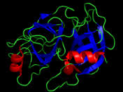 trypsin