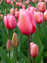 tulip