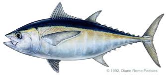 tuna