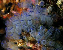 tunicate