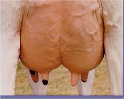 udder