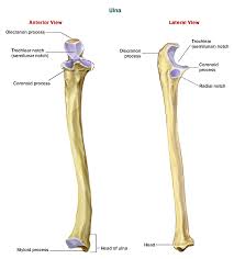 ulna