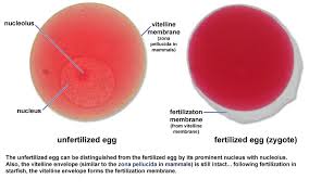 unfertilized