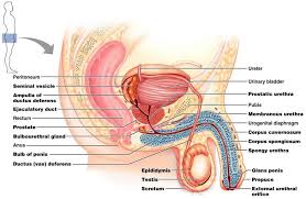 urethra