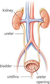 urinary