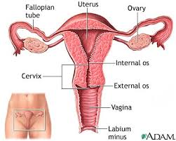 uterus