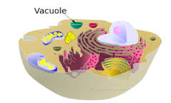 vacuole