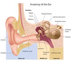 vestibular