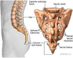 vestigial