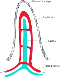 villus