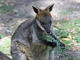 wallaby