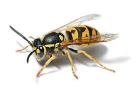 wasp