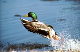 waterfowl