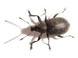 weevil