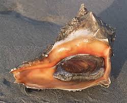 whelk