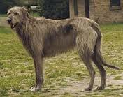 wolfhound