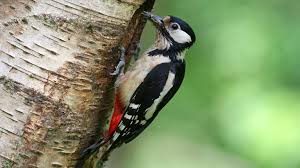 woodpecker