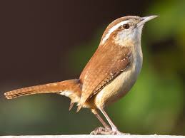 wren