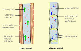 xylem