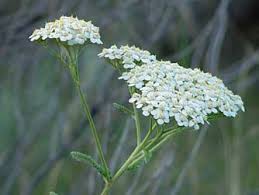 yarrow